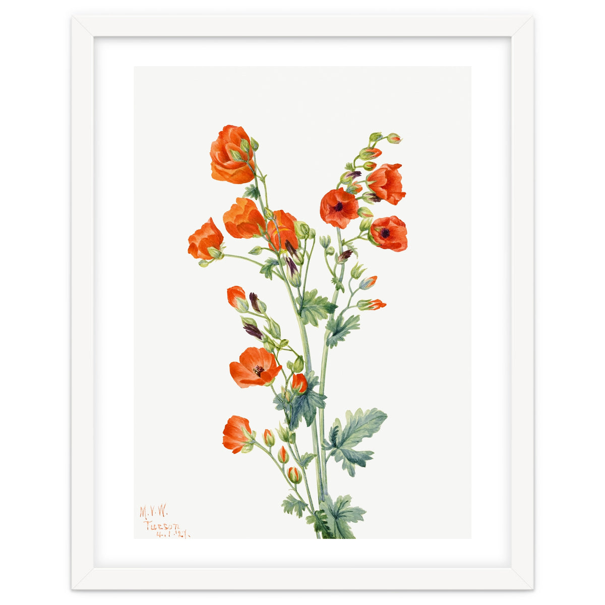 Mary Vaux Walcott – Scarlet Globe Mallow (Sphaeralcea grossulariaefolia) (1927)