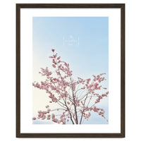 Sakura - cherry blossom