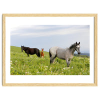 Equine Family