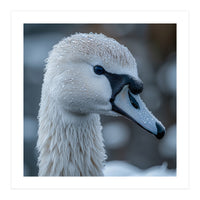 Close Up Of A Swan Head Covered In Water Droplets (Print Only)