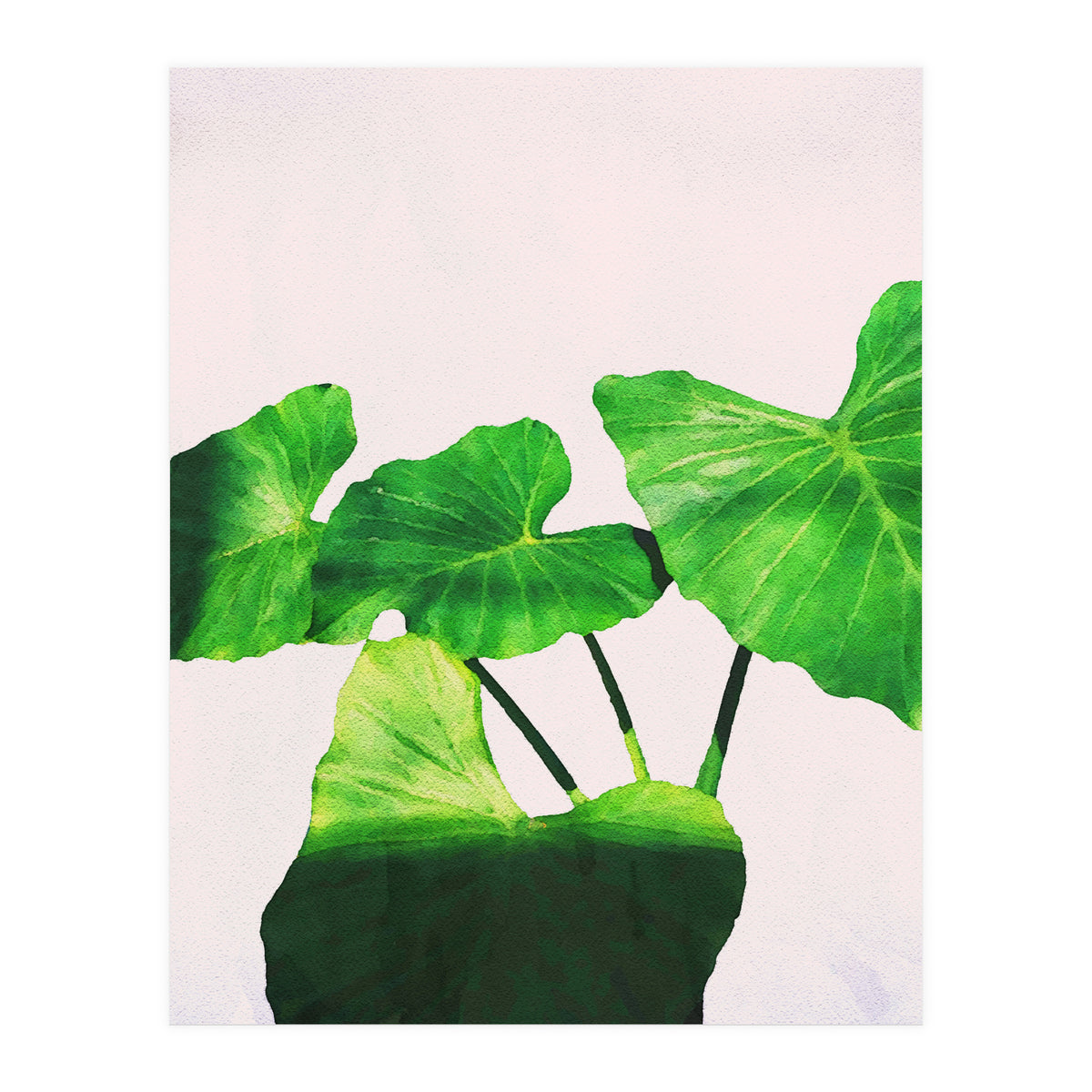 Taro Dimensionality (Print Only)