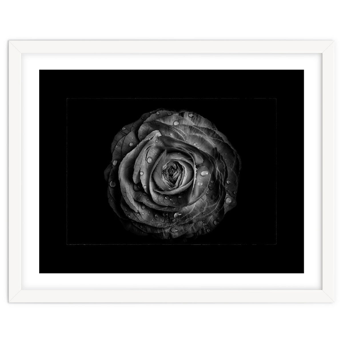 Backyard Flowers In Black And White No 72 with Border