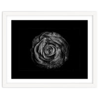 Backyard Flowers In Black And White No 72 with Border