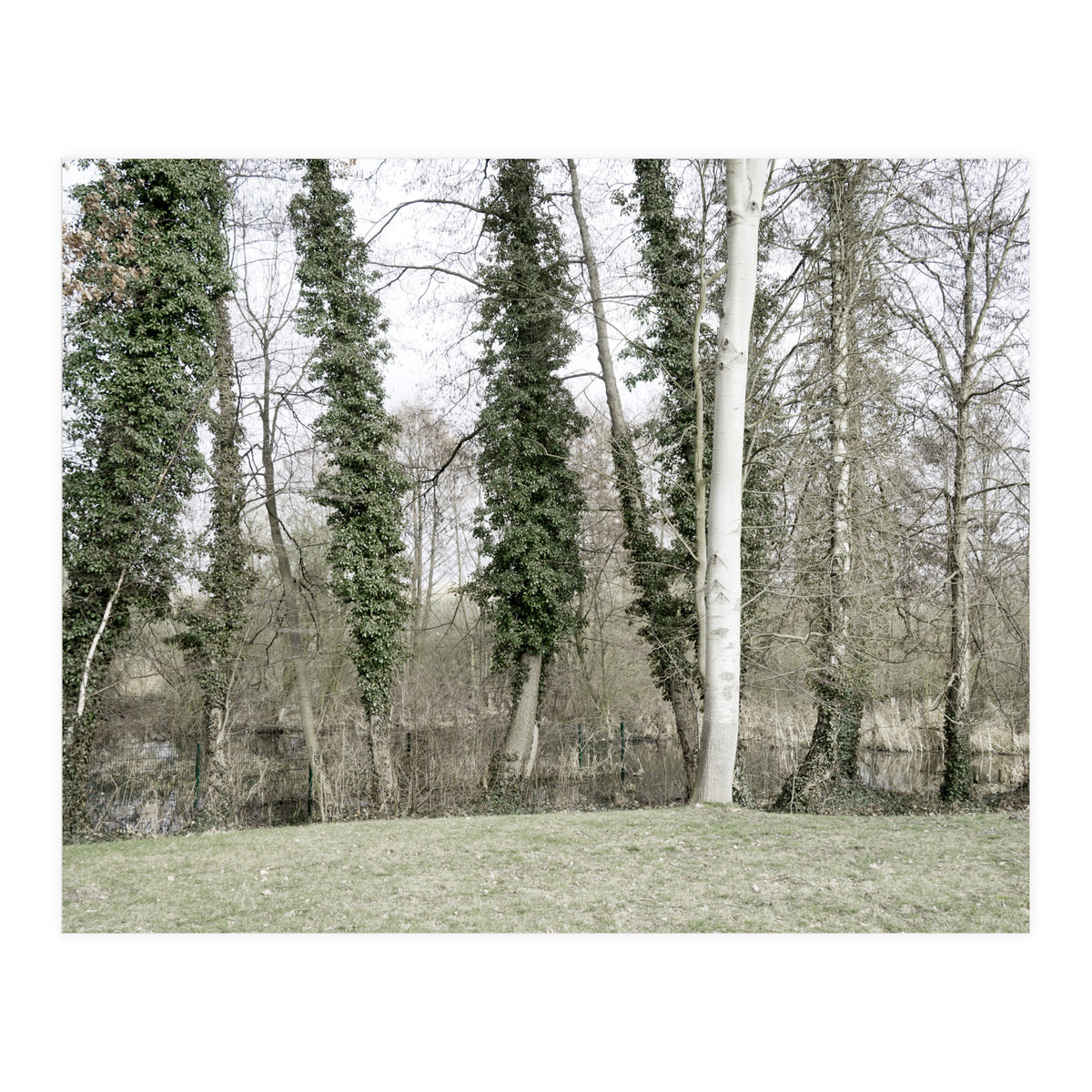 Sole white birch in the trees (Print Only)