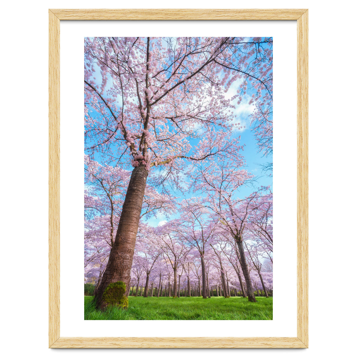 Spring in optima forma