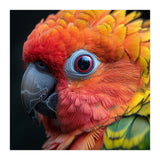Close Up Sun Conure Parrot Eye Feathers  (Print Only) thumbnail