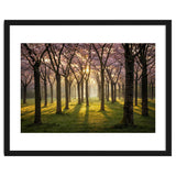 Blooming cherry trees in soft morning light thumbnail