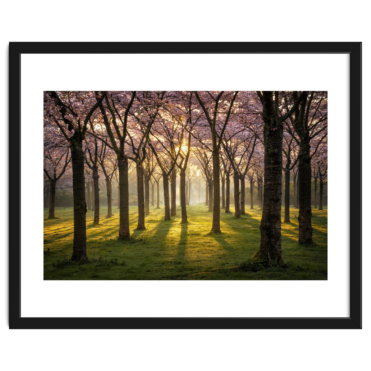 Blooming cherry trees in soft morning light