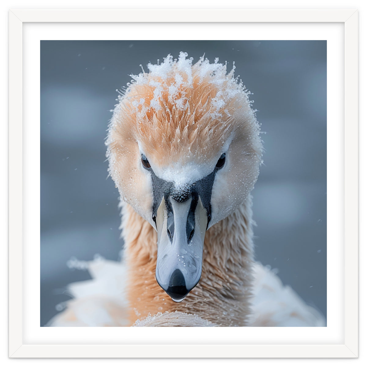 Majestic Swan Covered In Frost And Snow
