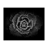Backyard Flowers In Black And White No 101 (Print Only) thumbnail