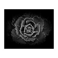 Backyard Flowers In Black And White No 101 (Print Only)