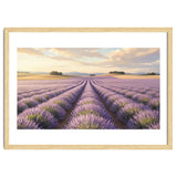 Provençal Sunset: Lavender Field Landscape thumbnail
