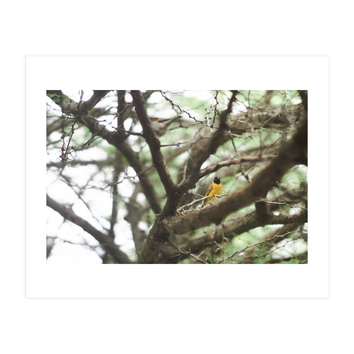 Mini sun (Print Only)