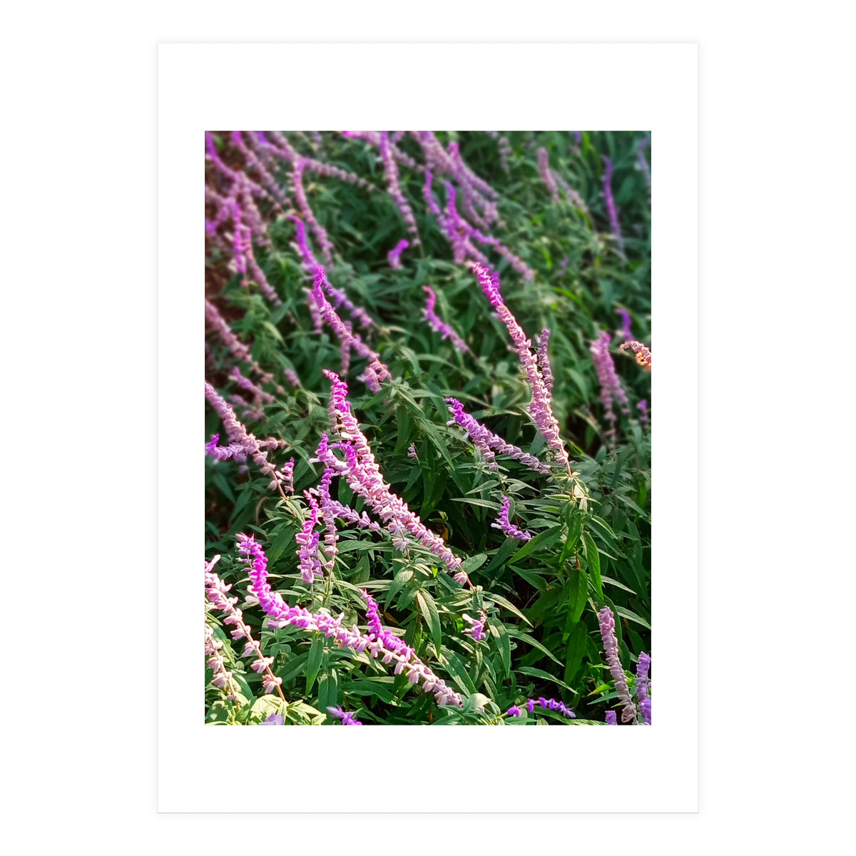 Lavender Flowers (Print Only)