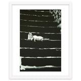 Cat On Stairs thumbnail