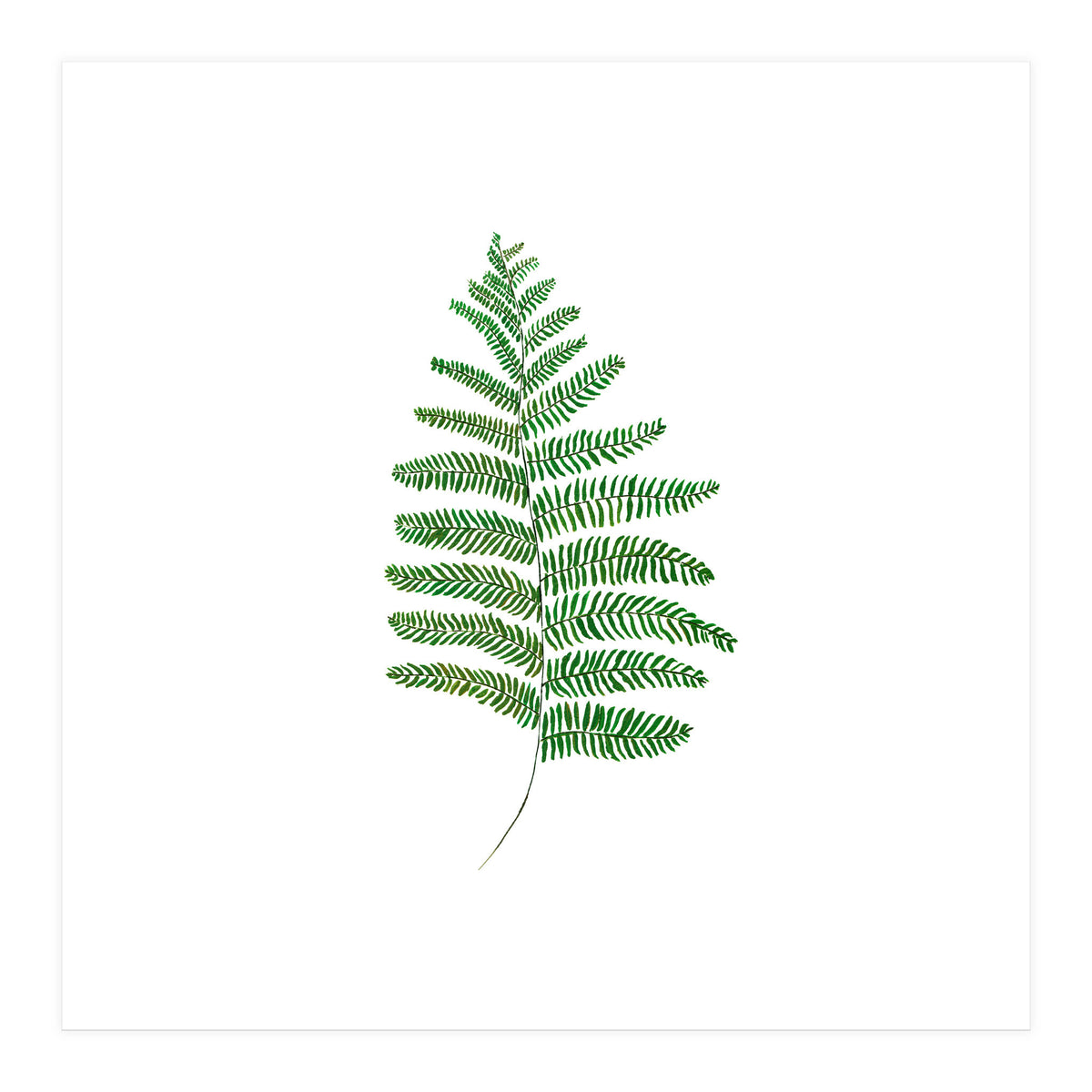 Fern  (Print Only)