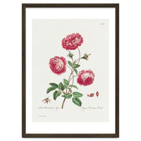 John Edwards – Larger Provence Rose (1770–1775)
