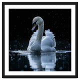 Majestic Swan Swimming In Dark Water thumbnail