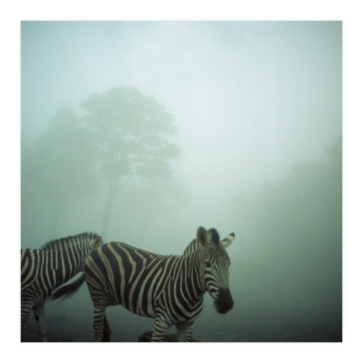 Silence of breath - 16 (Print Only)