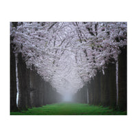 Cherry trees in the fog (Print Only)