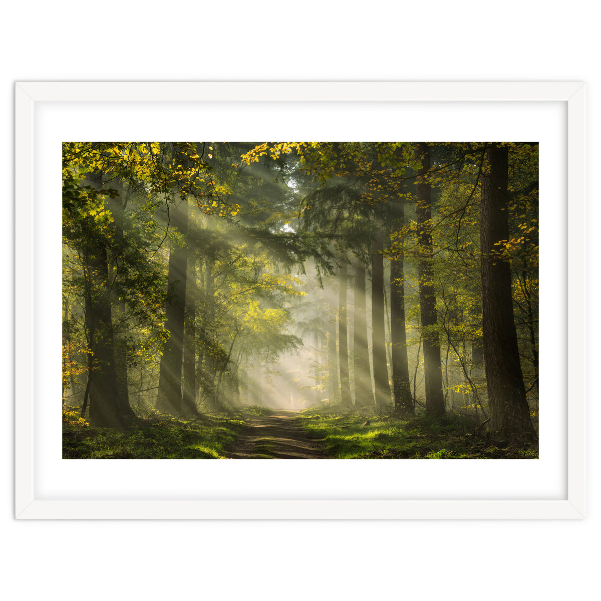 Sunrays in a Dutch forest