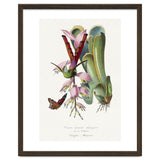 Paul Gervais – Hummingbird Painting (1842) thumbnail