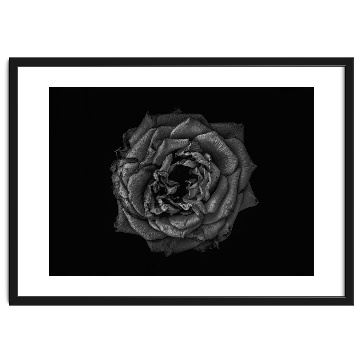 Backyard Flowers In Black And White No 110