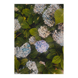 Hydrangeas | Portrait (Print Only) thumbnail