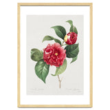 Pierre-Joseph Redouté – Finest Flowers and Fruits (1833) thumbnail