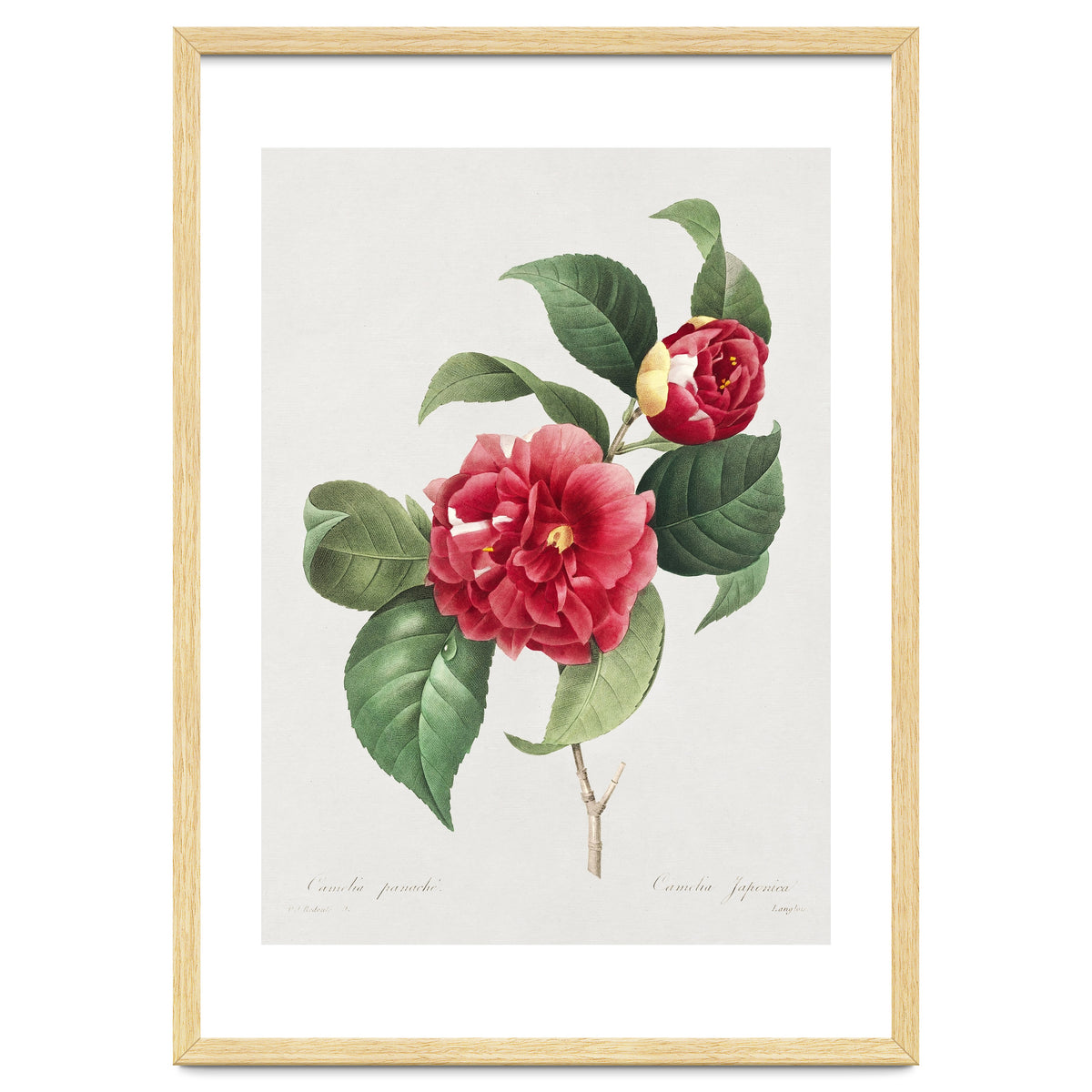Pierre-Joseph Redouté – Finest Flowers and Fruits (1833)