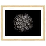 Backyard Flowers In Black And White No 79 thumbnail