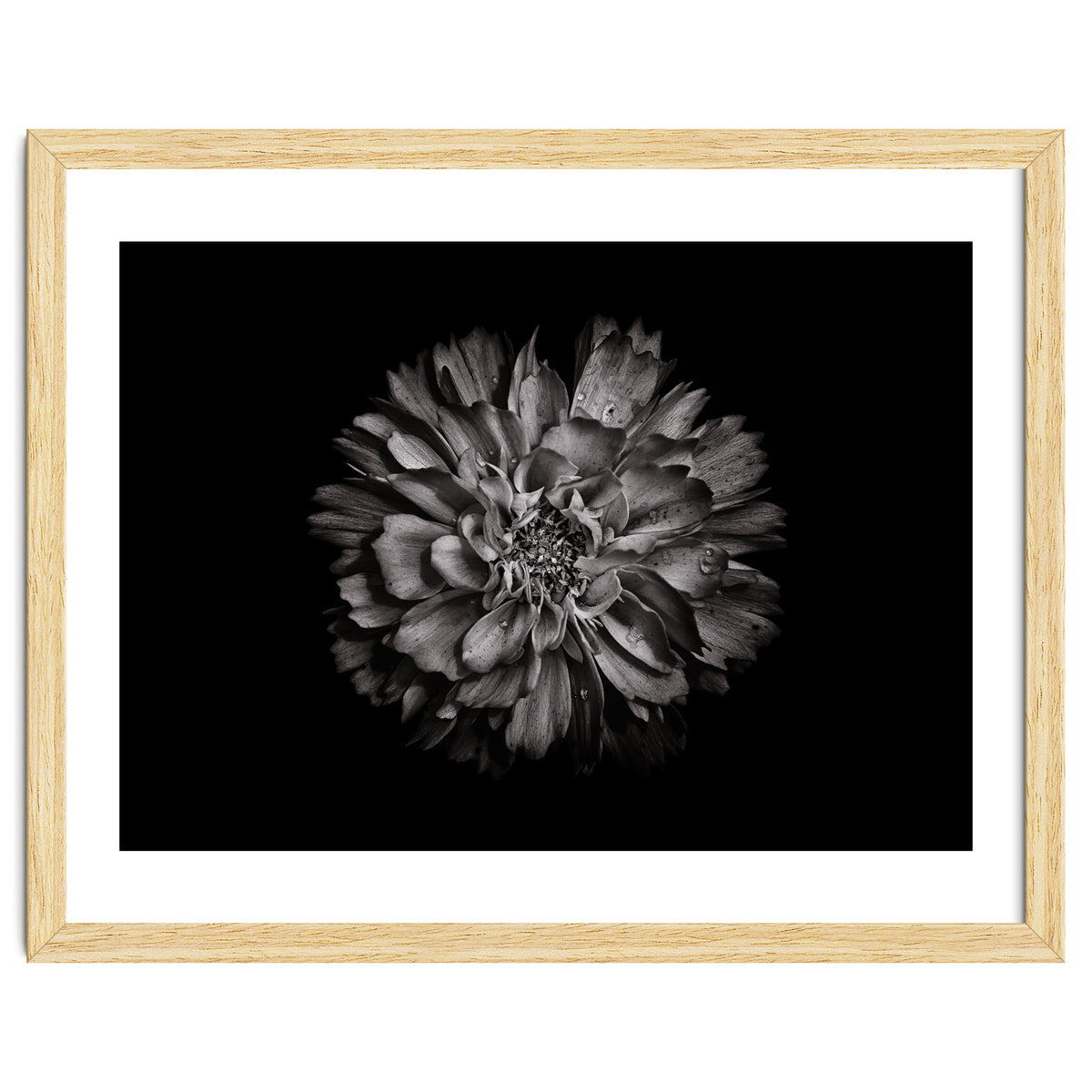 Backyard Flowers In Black And White No 79