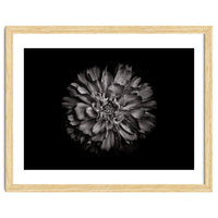 Backyard Flowers In Black And White No 79