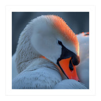 Close Up Of A White Swan With Water Droplets (Print Only)
