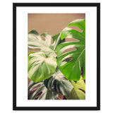 Monstera Mix thumbnail