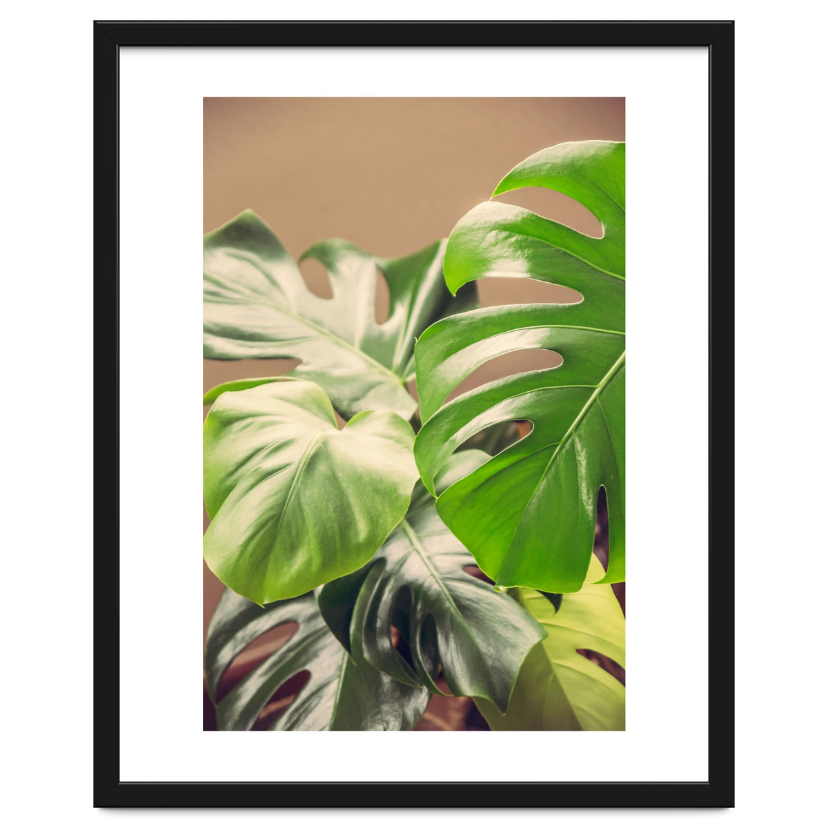 Monstera Mix