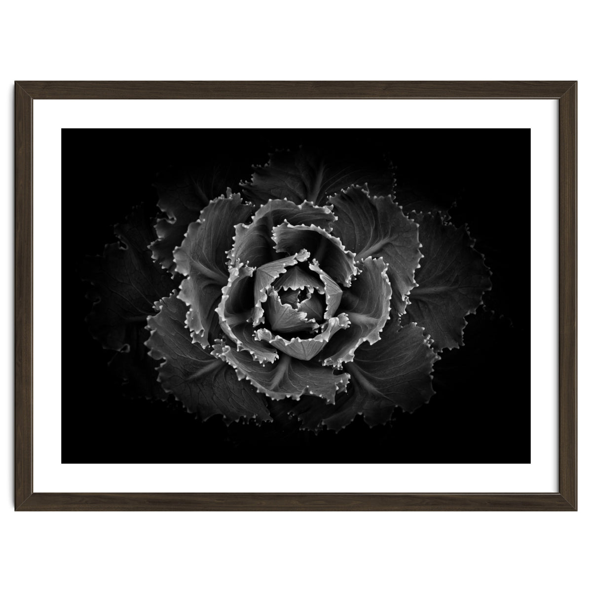 Backyard Flowers In Black And White No 101