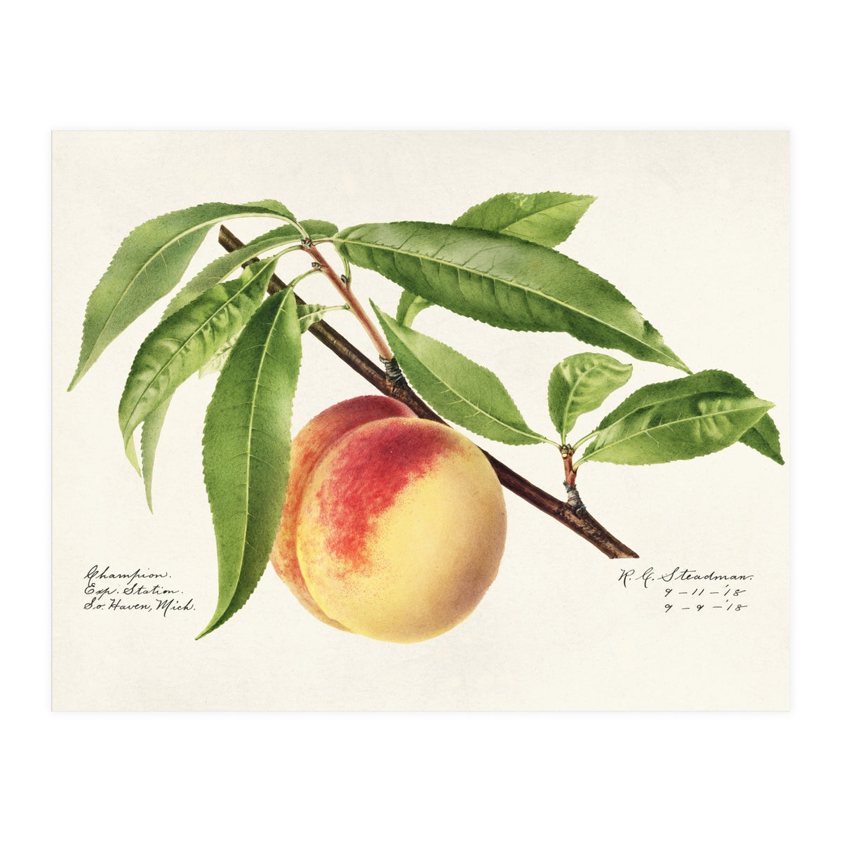 Royal Charles Steadman – Peach Twig (Prunus persica) (1918) (Print Only)