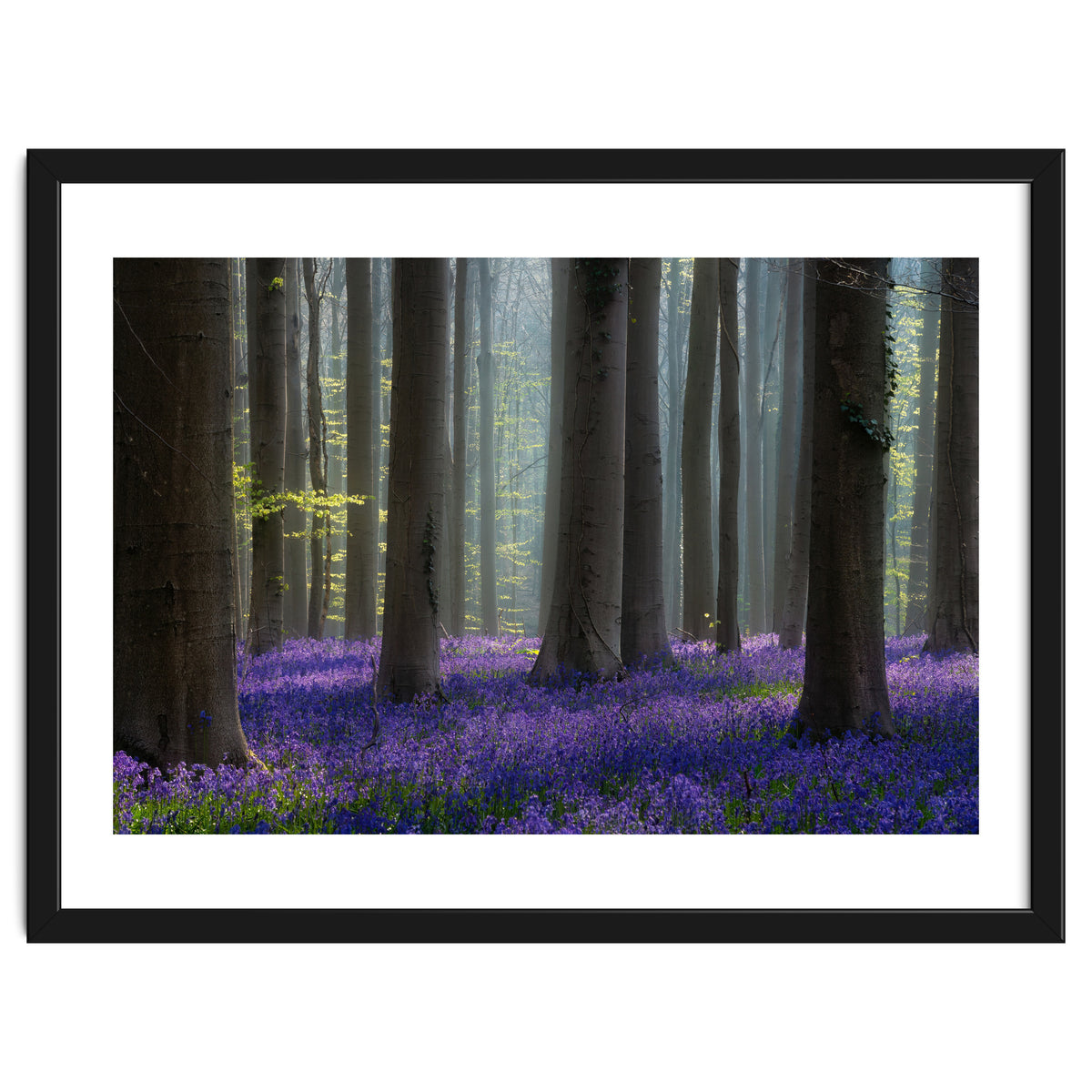 Bluebell forest