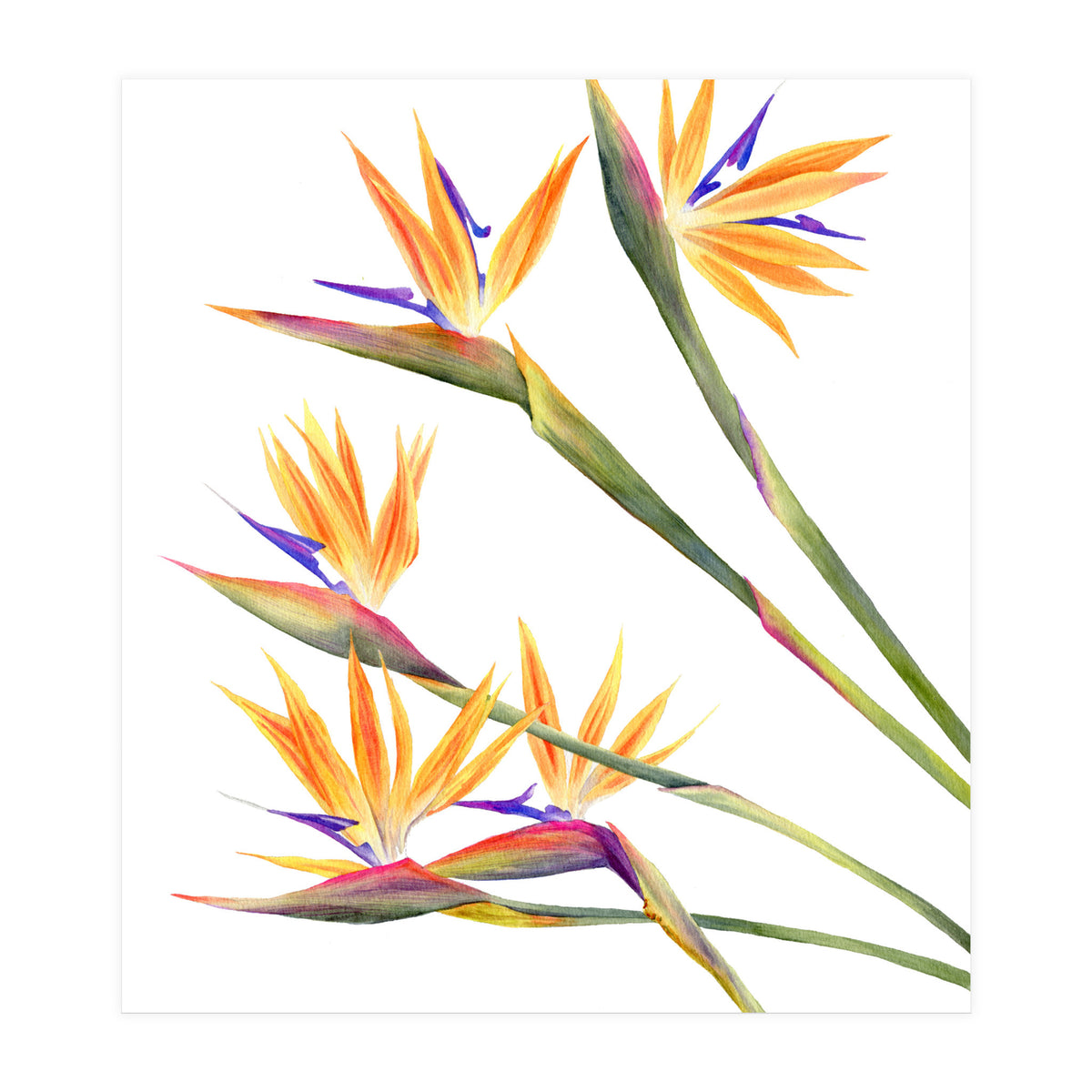 Strelitzien (Print Only)