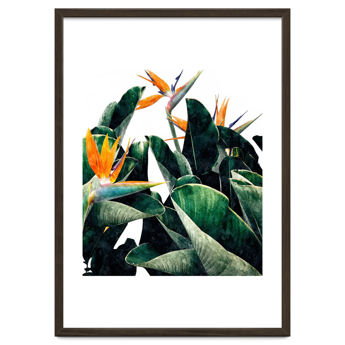 Paradise Bird, Nature Botanical Plant Floral, Tropical Garden Watercolor Painting