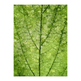 Nature Veins (Print Only) thumbnail