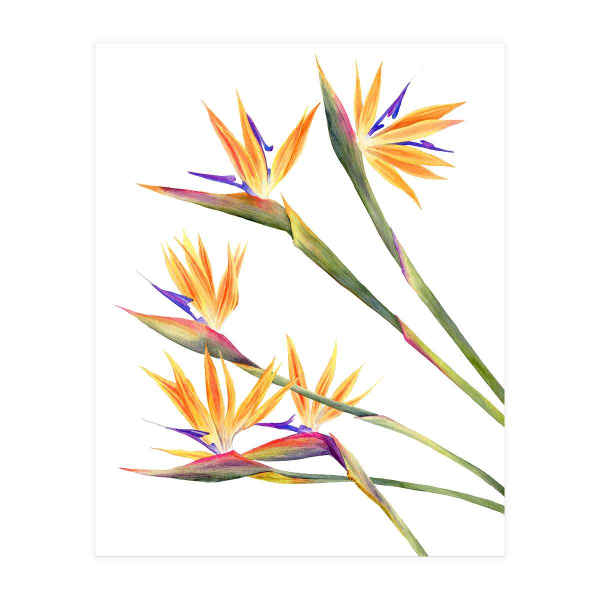 Strelitzien (Print Only)