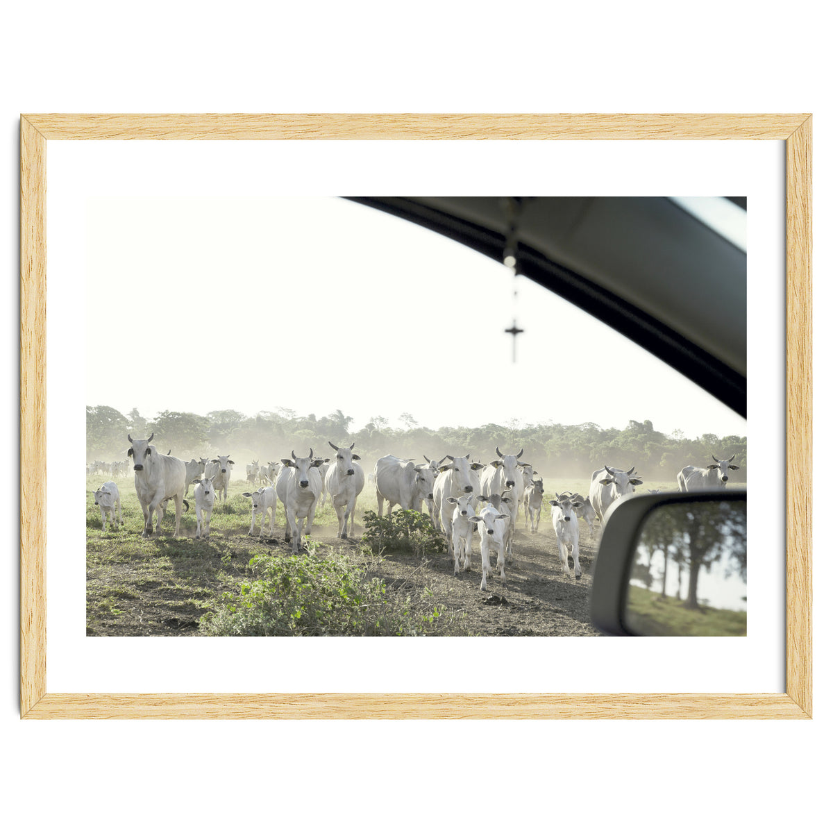 LIVING TOGETHER - WHITE COWS FAMILY