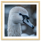 Close Up Of A Swan Head Covered In Water Droplets thumbnail