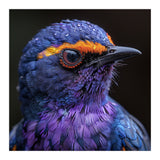 Close Up Portrait Of A Vibrant Exotic Bird (Print Only) thumbnail