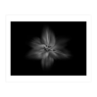 Backyard Flowers In Black And White No 28 Flow Version (Print Only)