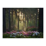 Rhododendron forest (Print Only) thumbnail