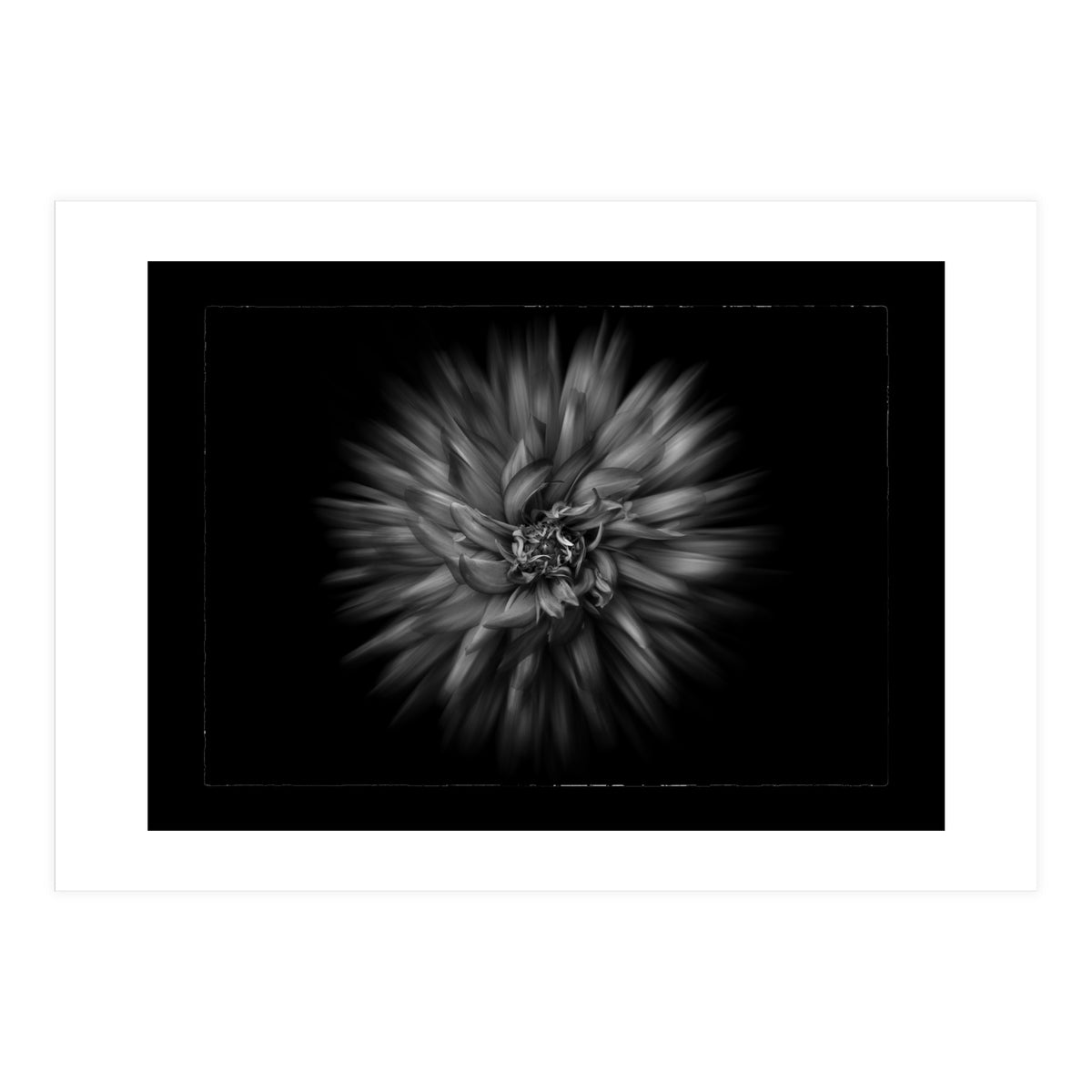 Backyard Flowers In Black And White No 20 Flow Version with Border (Print Only)