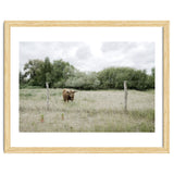 Cow in the farm thumbnail